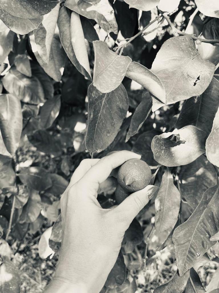 Villa Primofiore Di Vendicari La Banca Εξωτερικό φωτογραφία